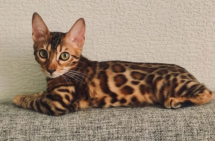 Бенгальская кошка