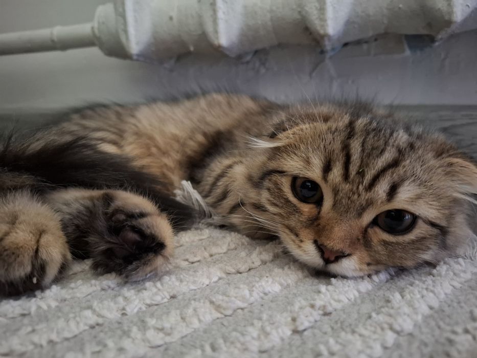 Срочно продаётся котёнок скоттиш фолд