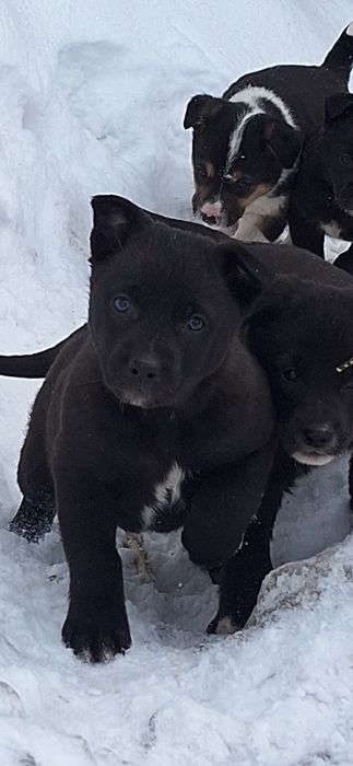 Отдам щенят в добрые руки