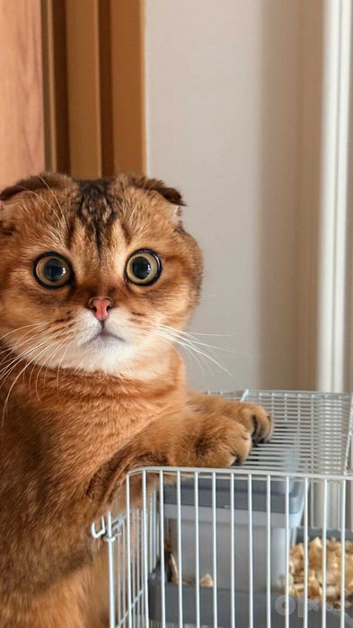 Шотландская вислоухая кошка (скоттиш-фолд) (Scottish Fold)