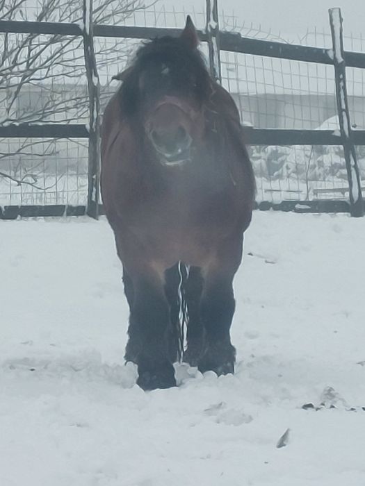 Vand armasar murg de 4 ani