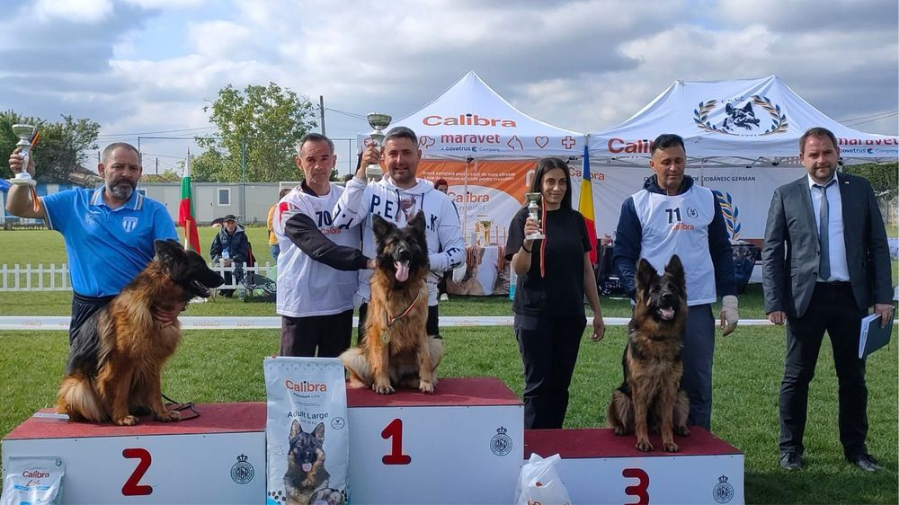 Mascul ciobanesc german cu par lung