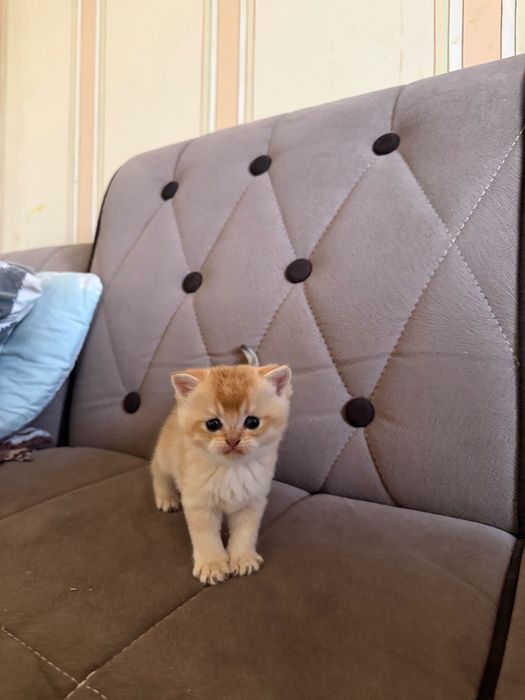 Котенок Британская шиншила