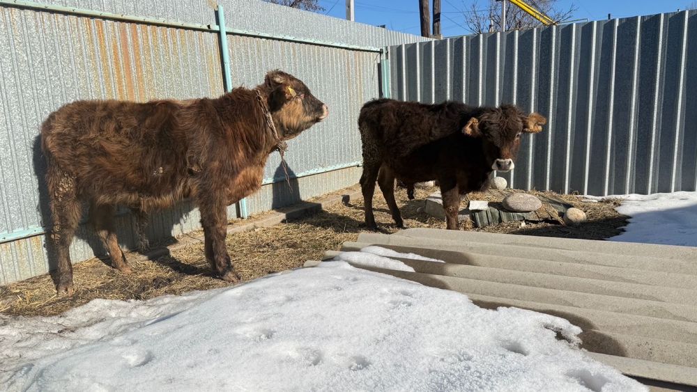 Продам бычков!!!