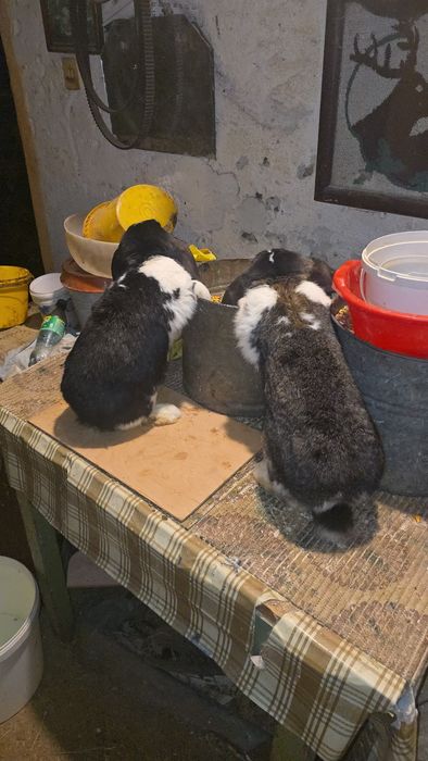 Vând femelă uriaș german fluture și berbec maturi