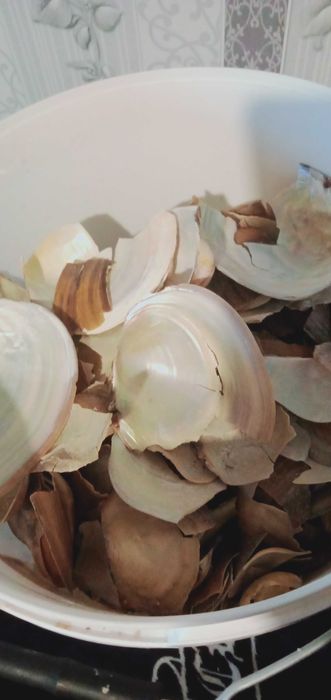 продам лом озерных ракушек