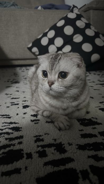 Шотландская вислоухая кошка