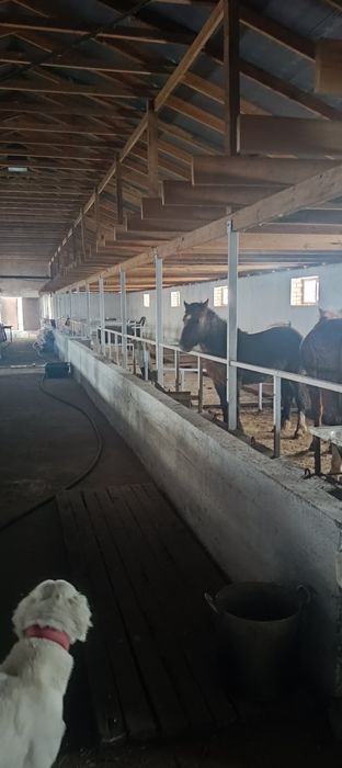 Откорм база Астана