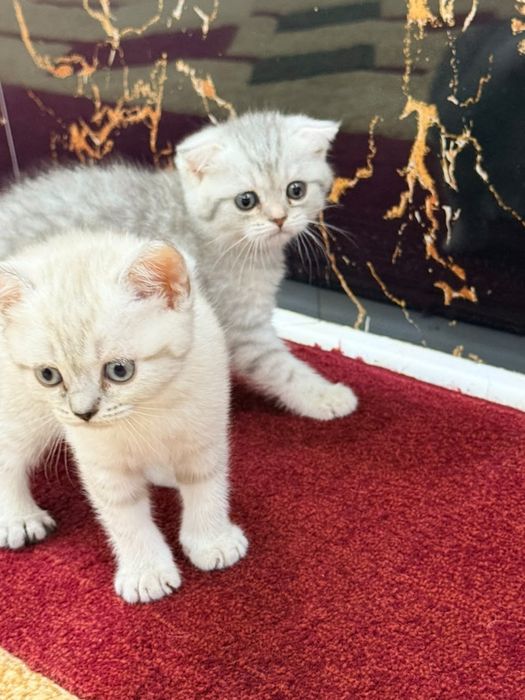 Кошки серебристый Шиншилла