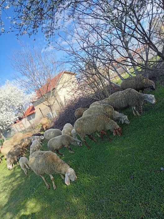 Млади овцета и агнета.