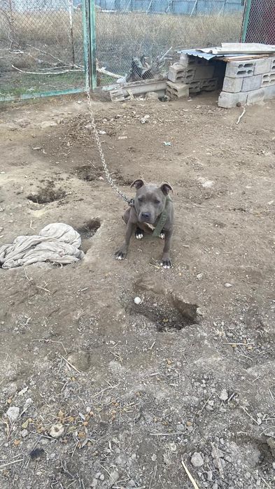 ИТ сатылады питбуль