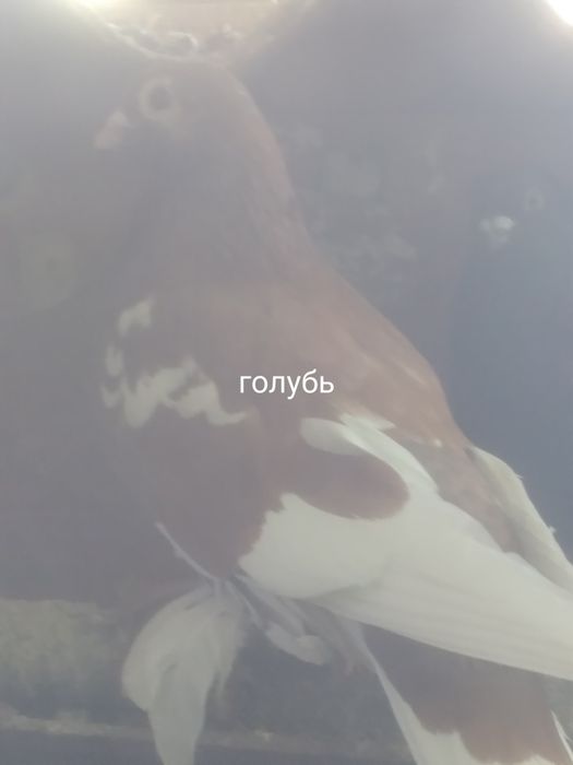 Голуби прошлогодние