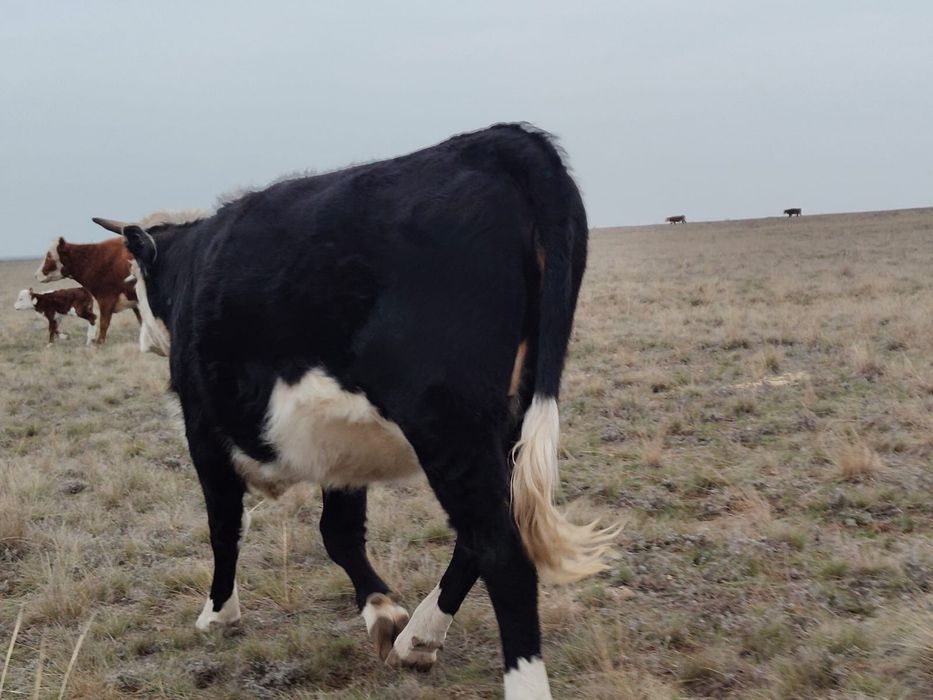 Жабағы соғым семіз