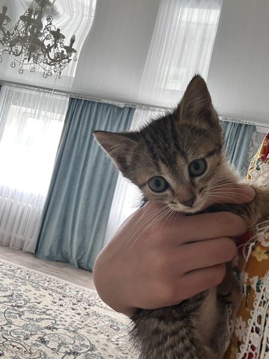 Отдам кошку в добрые руки