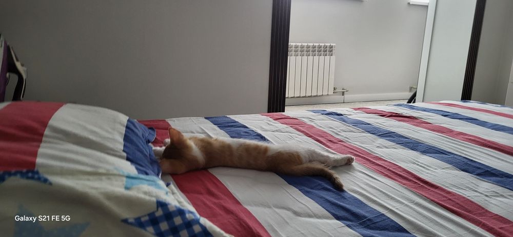 Котенок в хорошие руки