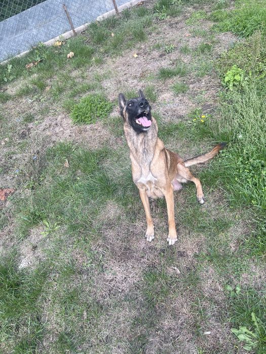 Подарявам бебета кученца – баща канадски вълк, майка малинуа