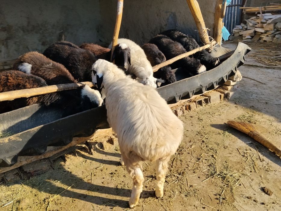 Qoʻchqor sotiladi  4500million