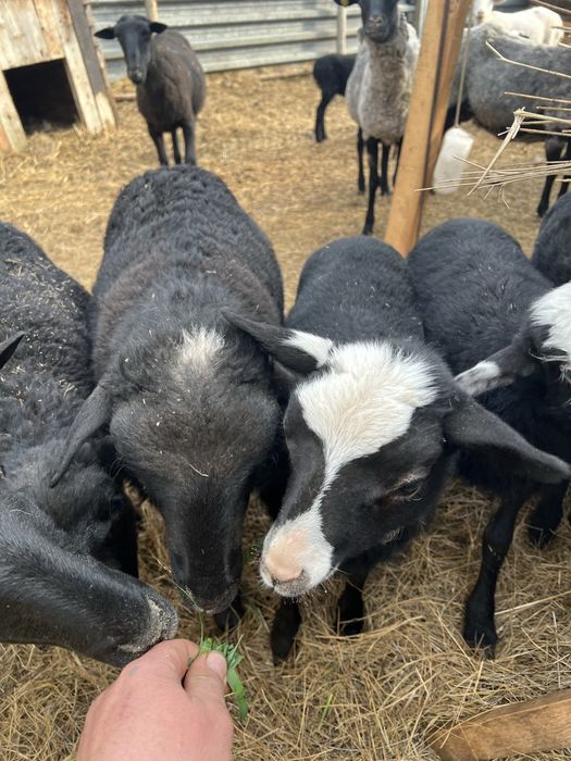 Баран, кошкар, Романовский.