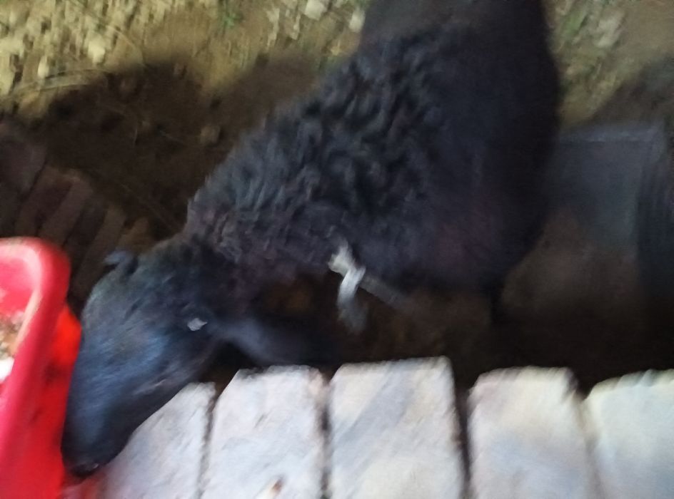 Кой мол хохир 4 дона бор