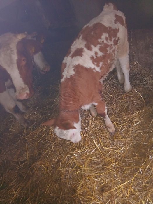 Vand 2 juninci si un vitel