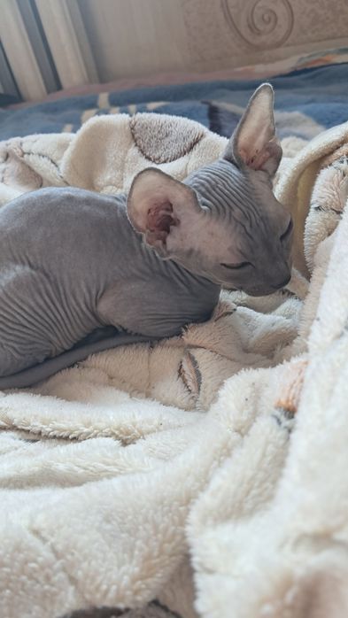 Продам котят канадский сфинкс