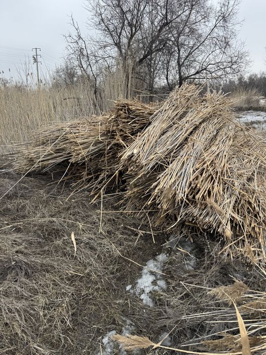 Камыс камыш