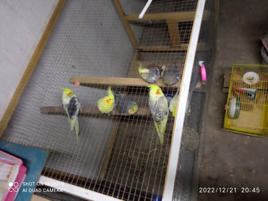 Продаётся птичка Корелла