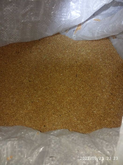 Белен ечемик! Пивоварен или фуражен! Просо жълто!