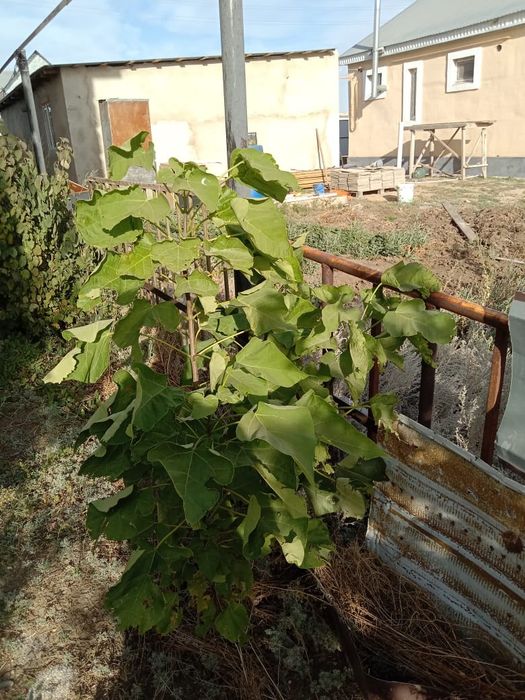 Продаю саженцы Катальпы.