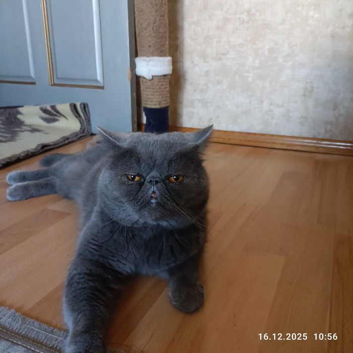 Продаем котенка девочку экзотическую экстремальную короткошерстную