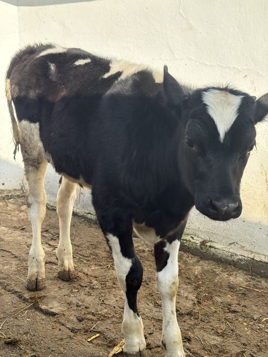 Vitel de vanzare 3luni jumatate