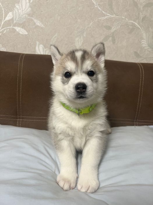 Бебета порода сибирско хъски –  за резервации