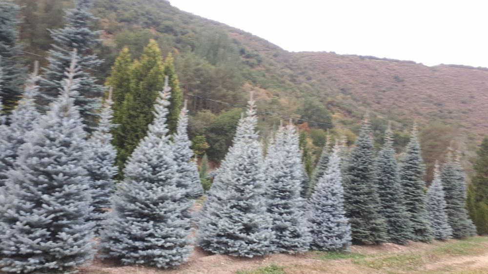 Елки, Сосна, Туи.