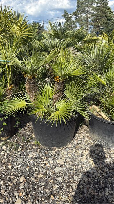 Palmieri rezistenti super oferta doar la 1200 lei cei din imagini