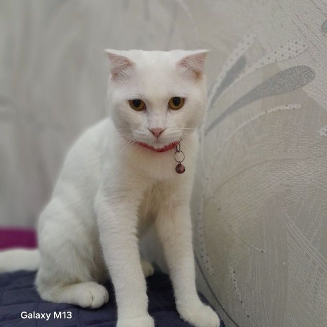 Вязка Кот мужик Симба приглашает на  встречу девчонок