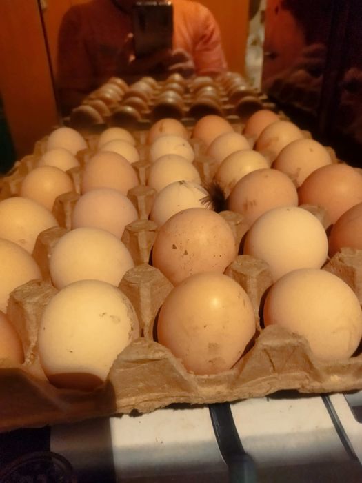 Продам яица чистые остролобы