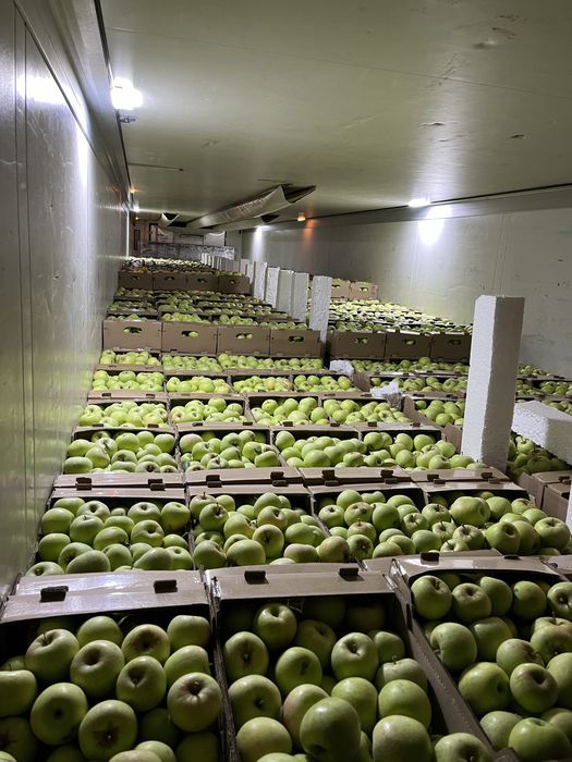 яблоко лимонка алма жаксы