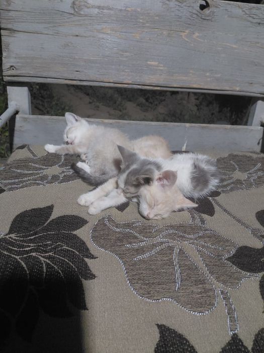 Отдаю котят не больные любят играть друг с другом им 3 месяца