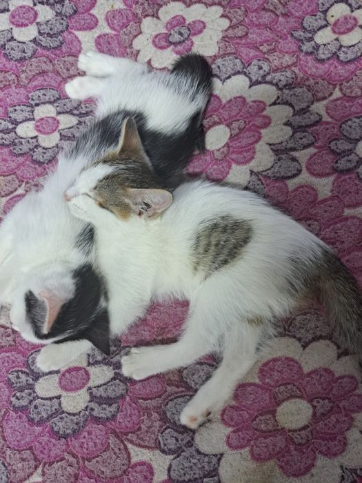 Отдам котенка в добрые руки