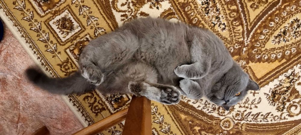 Кот британец,5 лет, 5,5 кг, кастрирован.