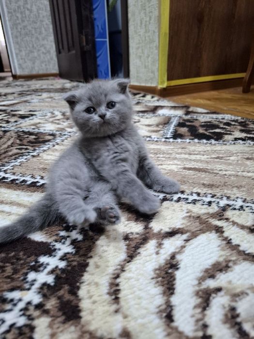 Продаются котята