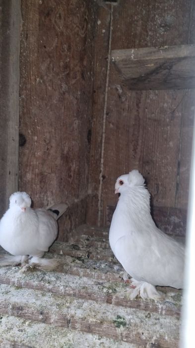 Vând pereche jucători