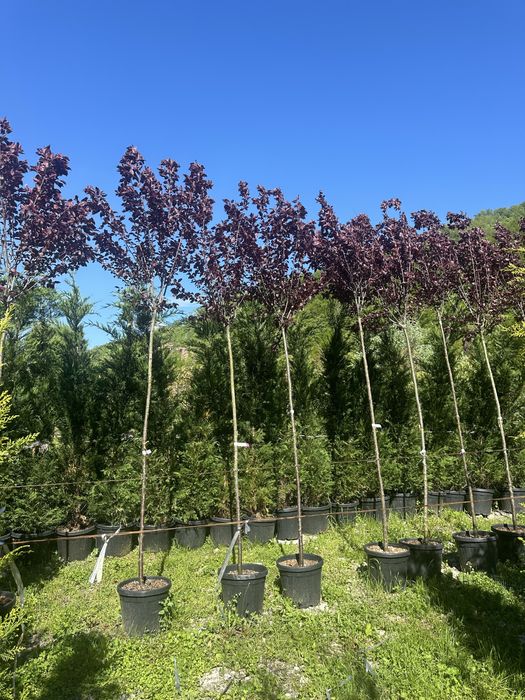 Mesteacan cu coaja alba / Platan / Tei / Prunus / Catalpa