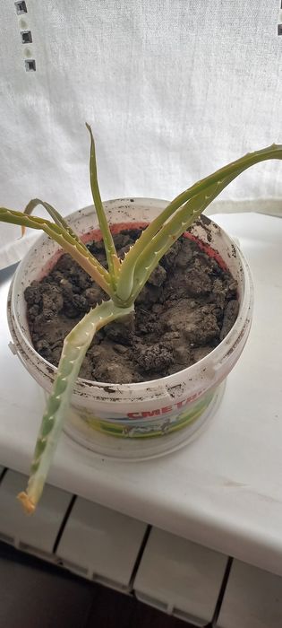 Каланхое, алоэ отдам даром