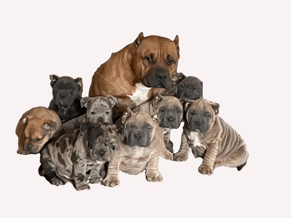 Американский булли,щенки,вязка