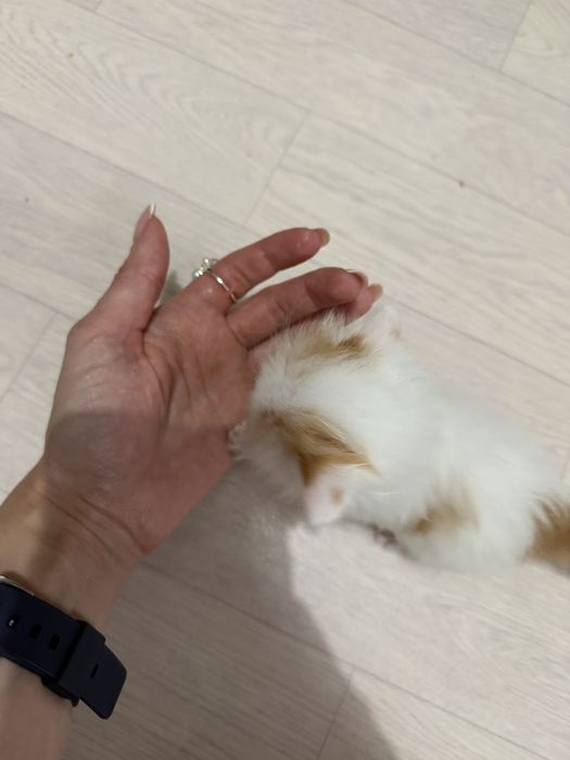 Домашние   котята