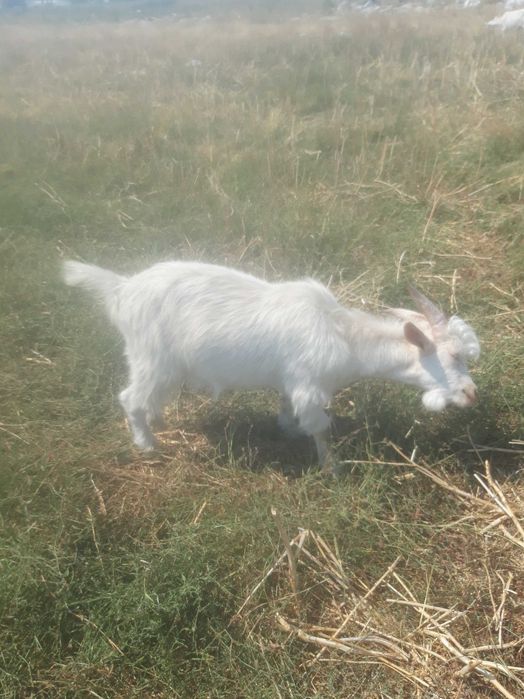 Vând iezi de anul acesta