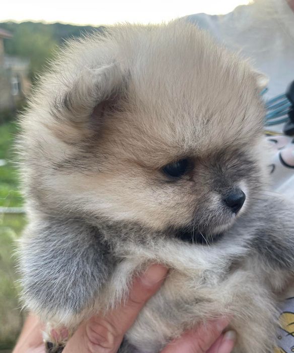 Померан и мини шпиц