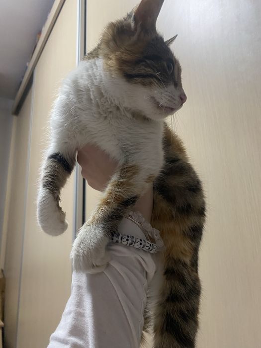 Donez pui de pisica calico