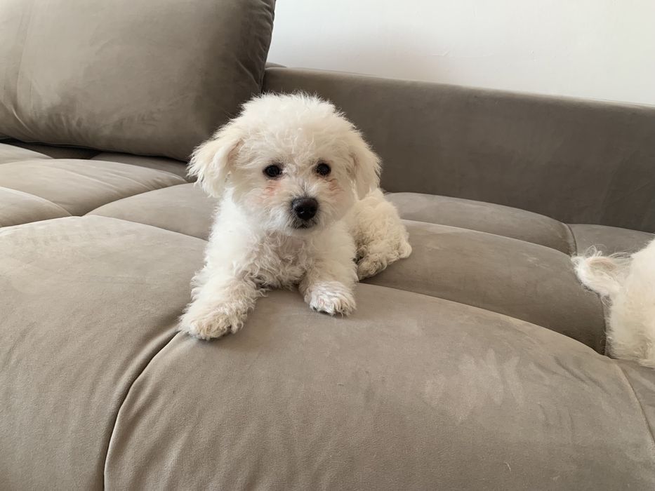 Bichon  maltez 3 luni